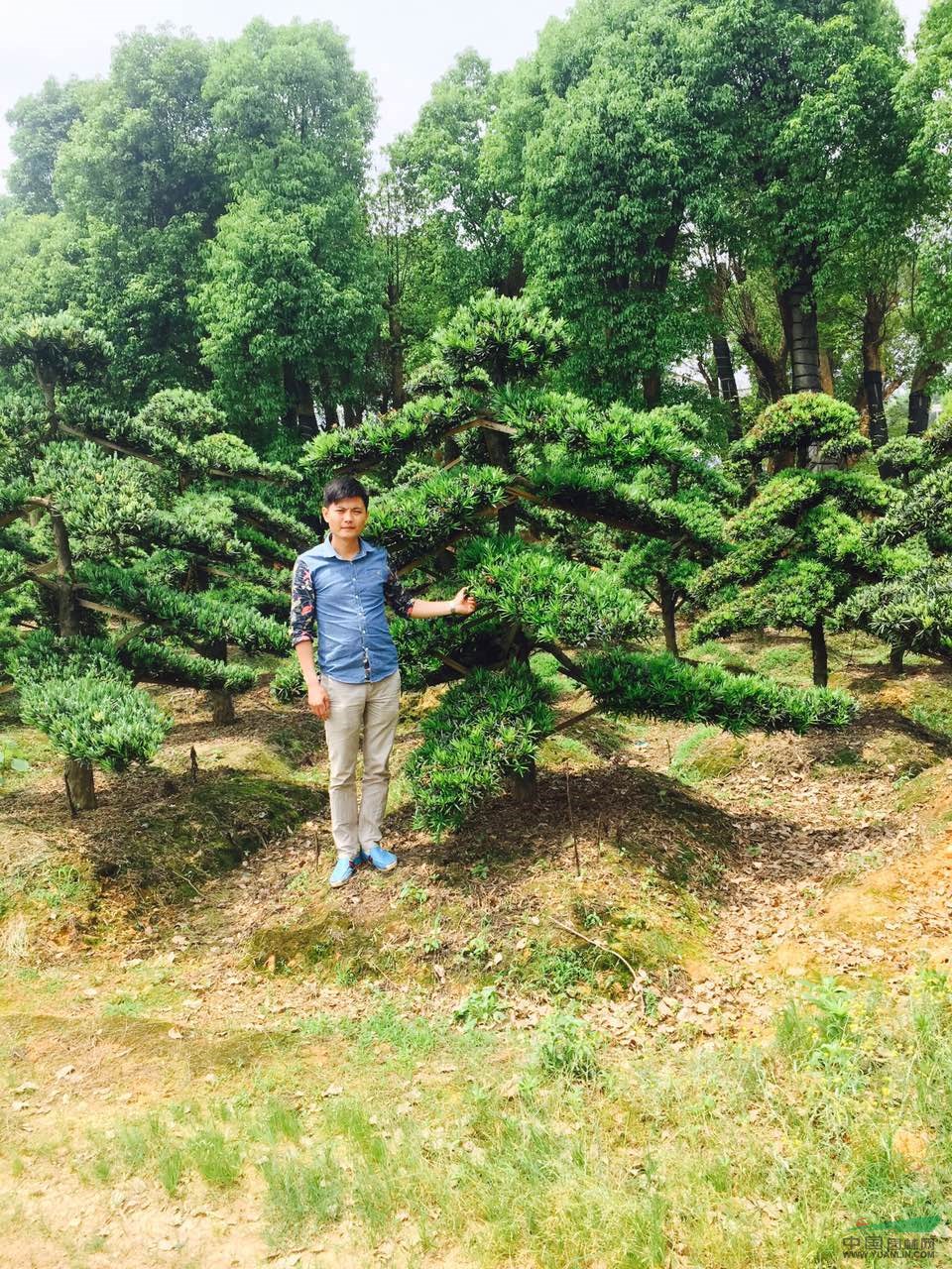 湖南瀏陽造型羅漢松質(zhì)優(yōu)價穩(wěn)